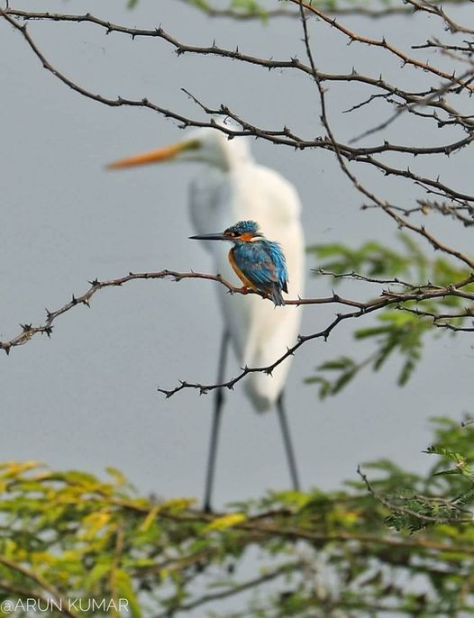 Kingfisher silhouetted against a crane, birdception... 3