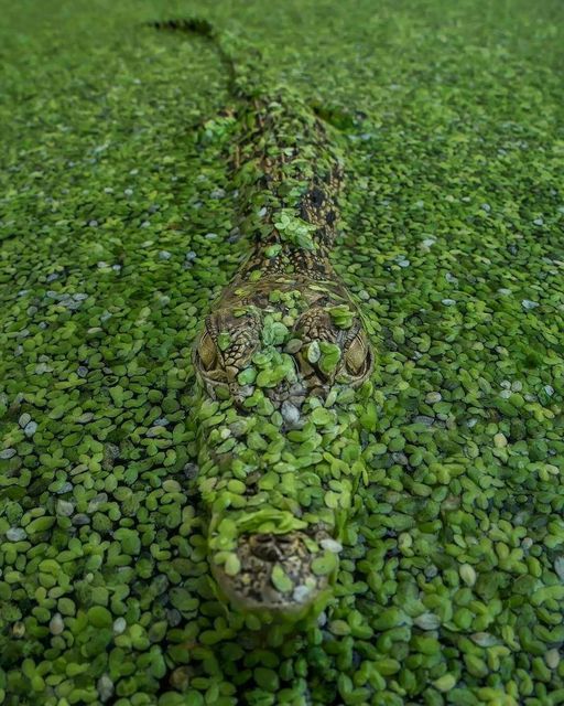 Motionless crocodile in Indonesia .... 2