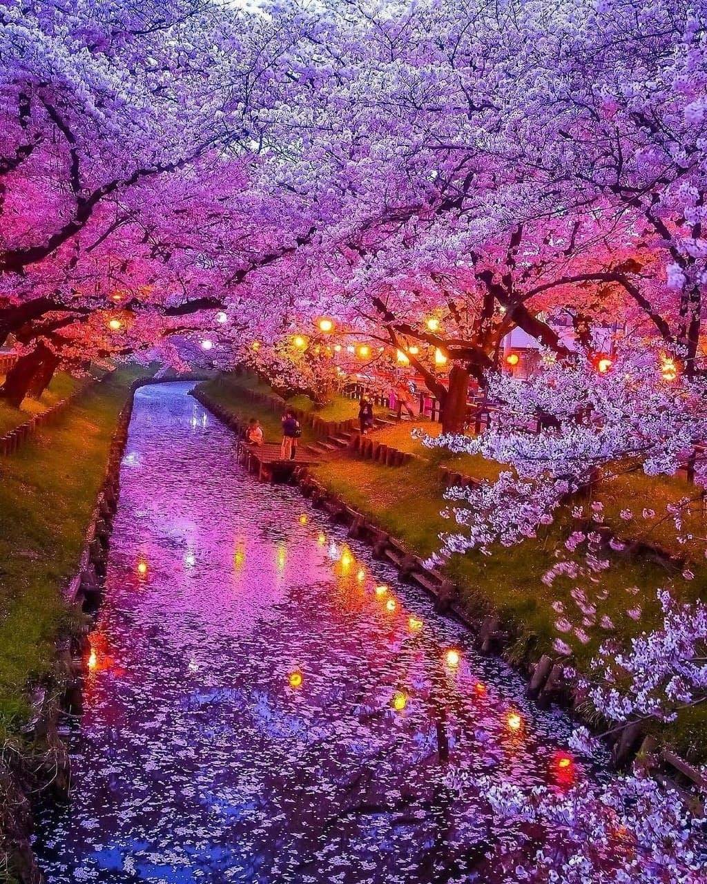 Sakura Blossom in Japan... 2