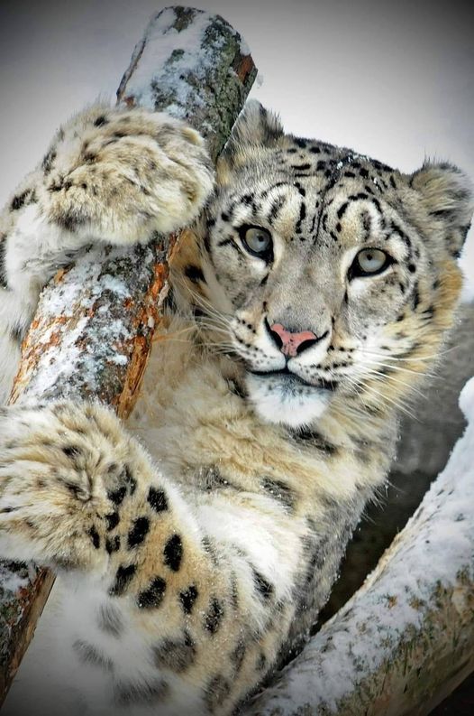 The snow leopard.... 5