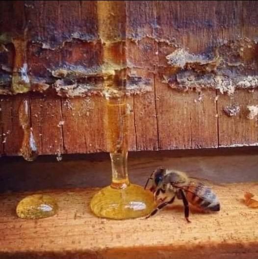 Οι ειδικοί λένε πως: «Όταν η μέλισσα εξαφανιστεί από τη γη, ο άνθρωπος έχει μόν... 2