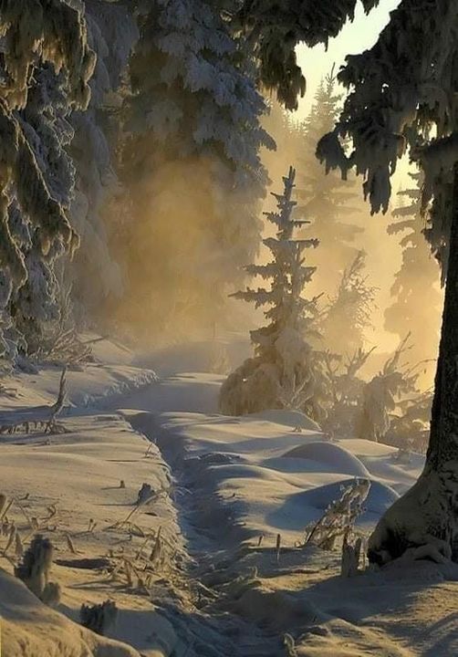 A nice walk in the winter forest is refreshing... 1