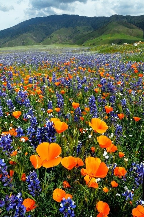 California Spring Wildflowers by Graham Owen... 2