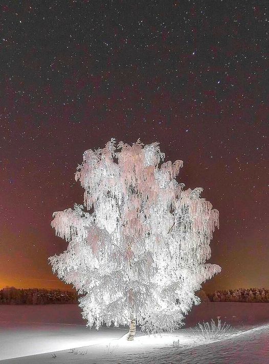 Crystal tree, Russia... 5