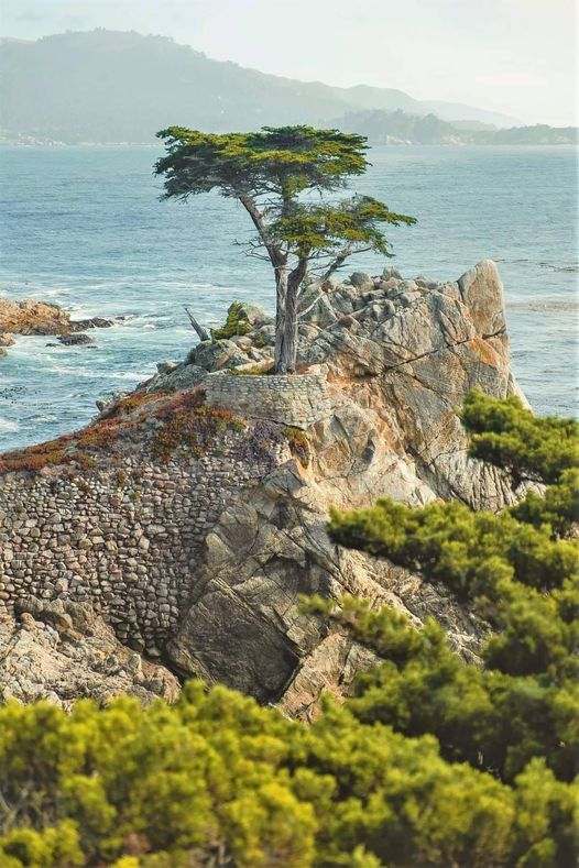 Lone Cypress,Pebble Beach,California USA... 2