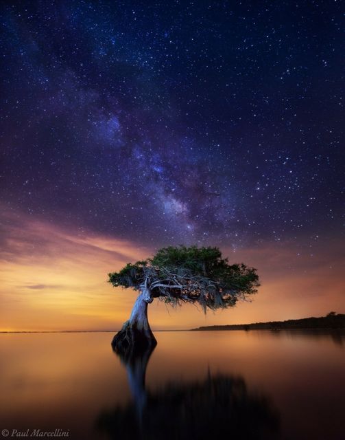 Milky way over lone Cypress, near Yeehaw Junction, Florida... 2