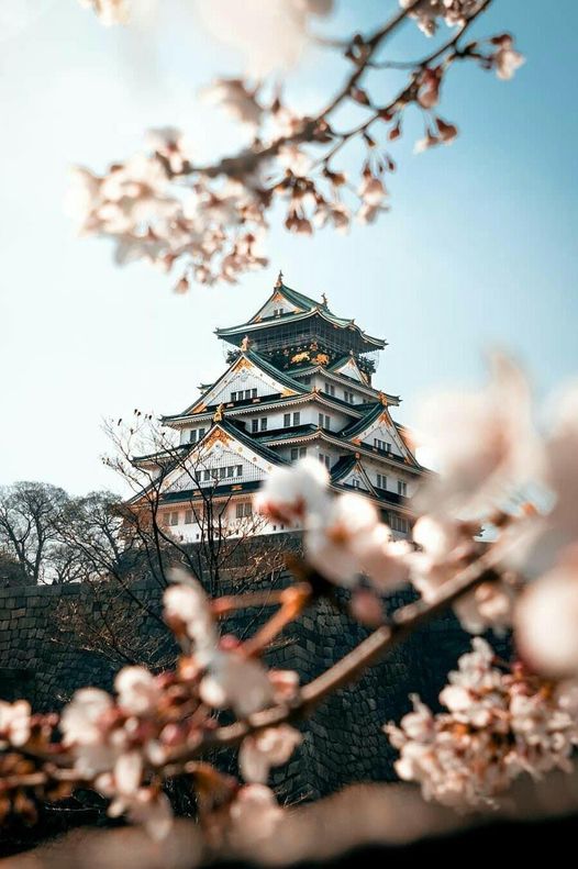 “Osaka castle in Full bloom “... 4