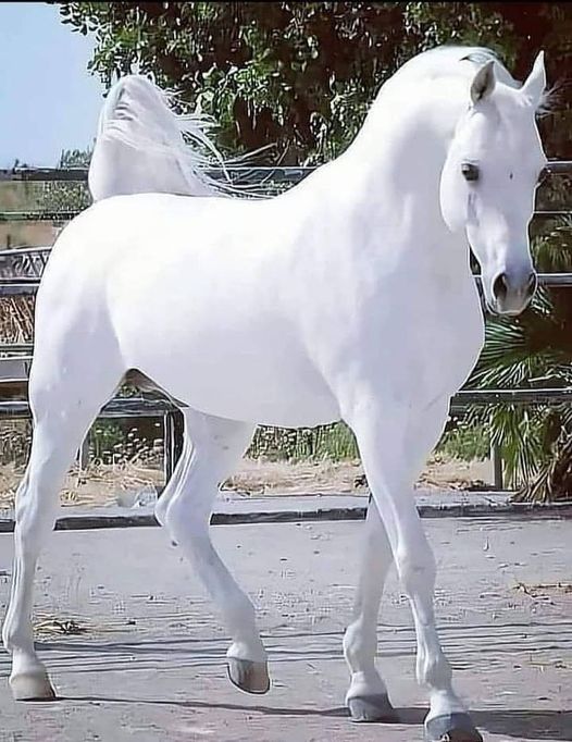 White horse 2