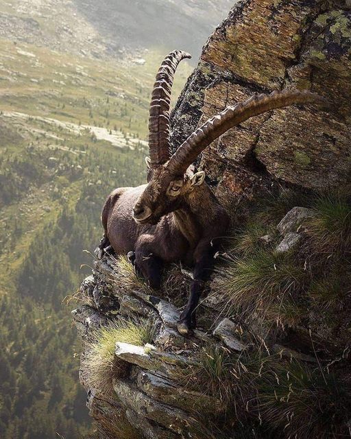 Ένα άγριο Alpin Ibex στην άκρη του γκρεμού!... 2