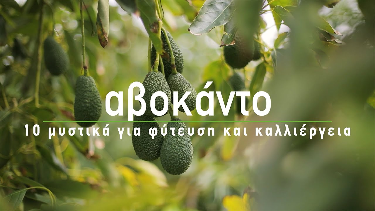 ? Αβοκάντο: 10 μυστικά για φύτευση και καλλιέργεια - How to Grow Avocados (English subs)