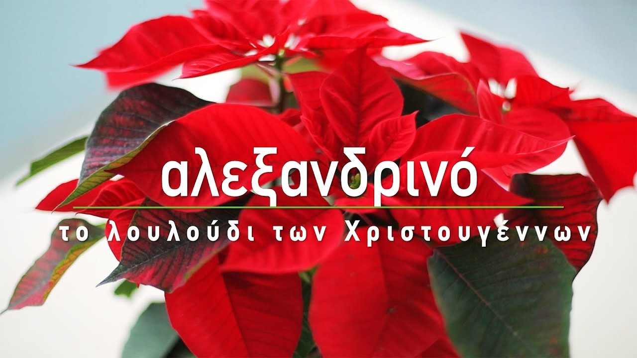? Αλεξανδρινό, το λουλούδι των Χριστουγέννων - Τα Μυστικά του Κήπου