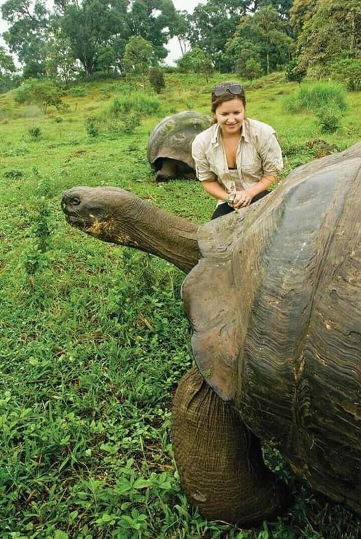 Γιγαντιαία νησιωτική χελώνα Galapagos σε σχέση με το ανθρώπινο μέγεθος... 2