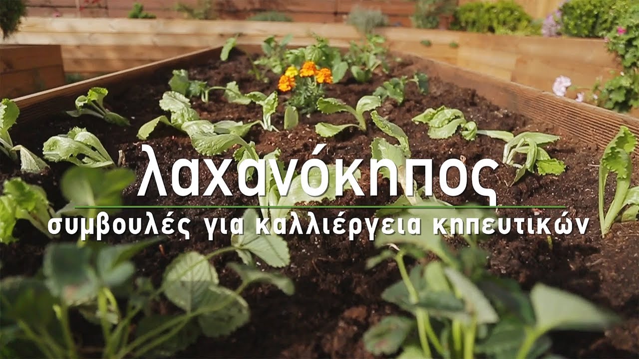 ? Καλλιέργεια λαχανικών και δημιουργία λαχανόκηπου - Τα Μυστικά του Κήπου