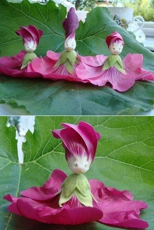 Καταπληκτική φύση Κούκλα λουλούδι... 2