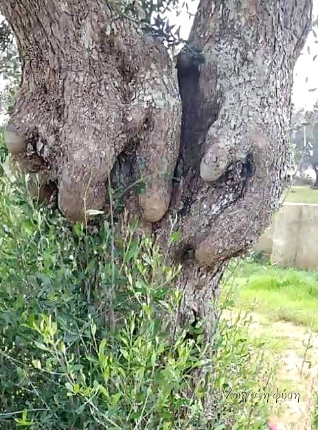 Ένα δέντρο με χέρια...Η φύση είναι καταπληκτική...... 2
