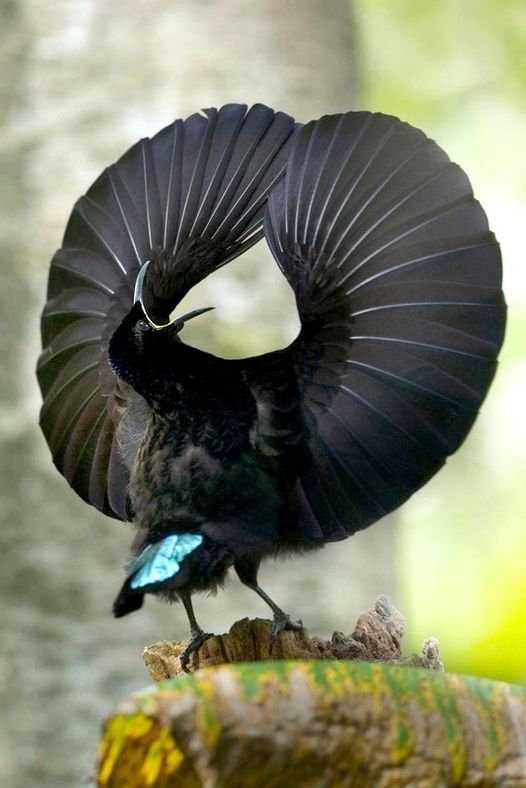 το εκπληκτικό paradise plumage καταφέρνει να ανταγωνιστεί το σκοτεινότερο υλικό ... 1