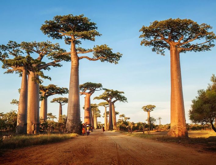 Αδανσονία, θεόρατο δέντρο της Μαδαγασκάρης.!!!... 1