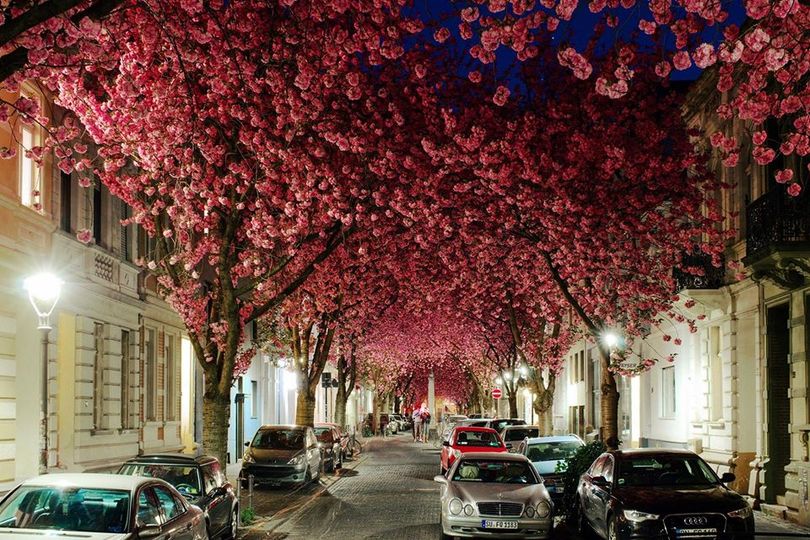 Ανθισμένες κερασιές σε δρόμο της Βόννης, στη Γερμανία... 1