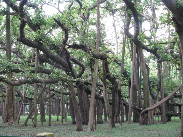 Γνωρίζετε ότι, ένα από τα παλαιότερα δέντρα του κόσμου, η μεγάλη Μπάνιαν (Great ... 2