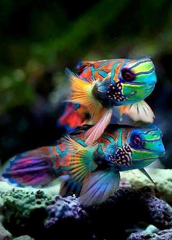 Όμορφα ψάρια... 3