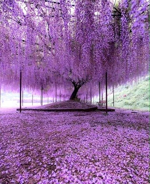 200 χρονών δέντρο wisteria στο Hyogo της Ιαπωνίας... 2