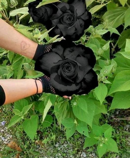 Το Black Rose είναι ένα πολύ σπάνιο είδος.... 4