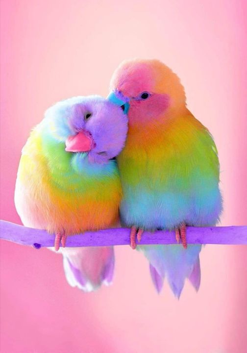 Rainbow parakeets.... 2