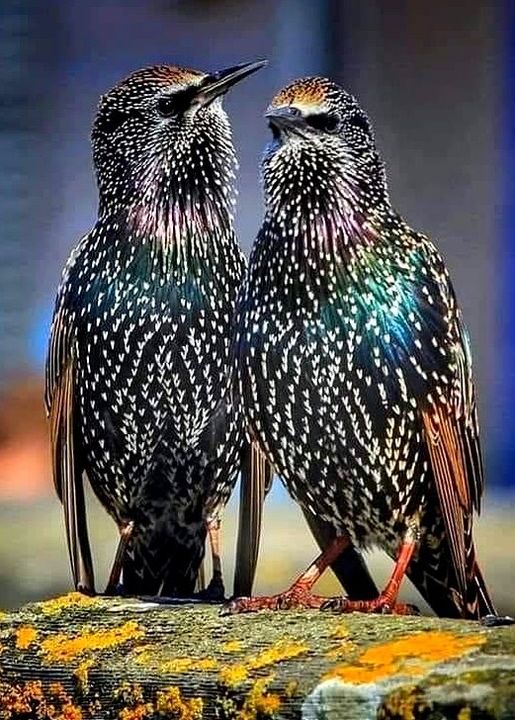 Το Sansonnet Starling είναι είδος πτηνού ,Είναι επίσης γνωστό για τις φωνητικές ... 1