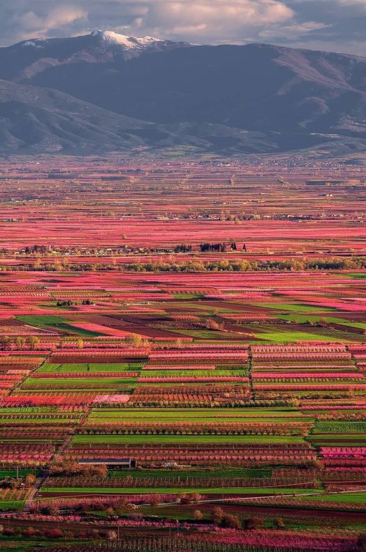 The Valley of Pink !!... 2