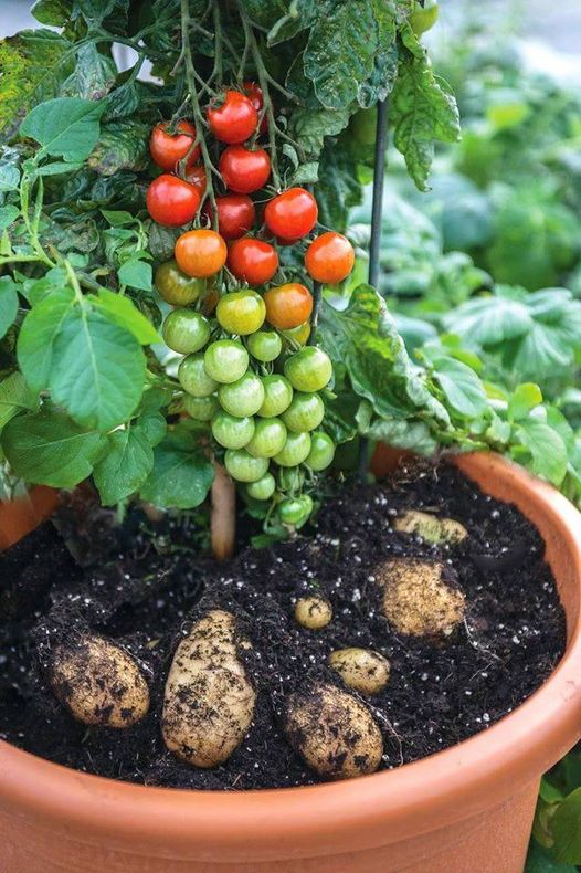 TomTato ή αλλιώς ντοματοπατατιά!!!! Ένα φυτό που παράγει σε έναν βλαστό πατάτες ... 2
