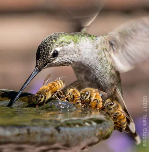 Ένα Κολιμπρί μοιράζεται ένα συντριβάνι νερού με τέσσερις μέλισσες... 2