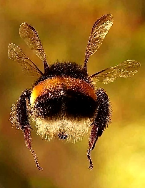 Αεροδυναμικά το σώμα μιας μέλισσας δεν είναι φτιαγμένο για να πετάξει. Το καλό ε... 2