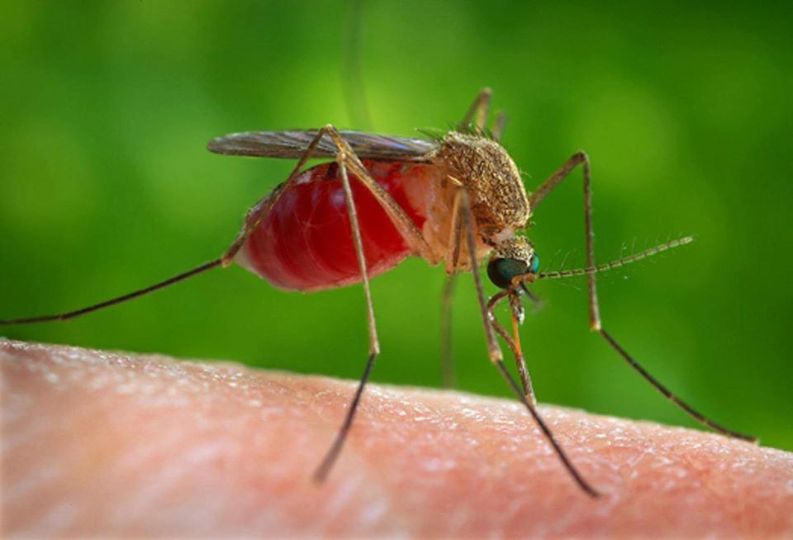 Γνωρίζατε ότι, έρευνα επισημαίνει ότι το παράσιτο που προκαλεί ελονοσία μπορεί ν... 2