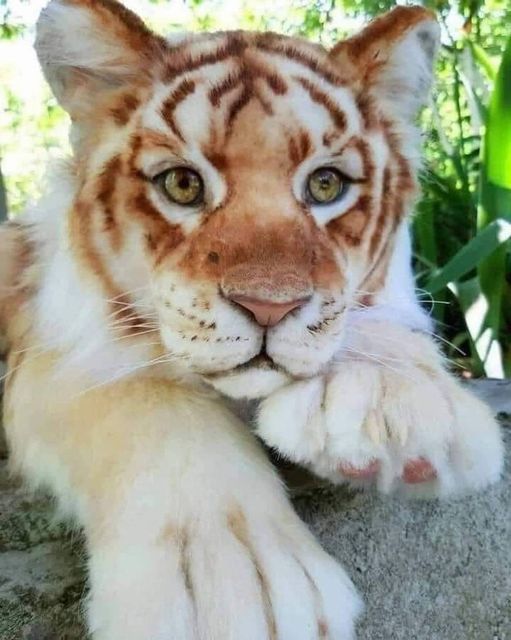 Η ομορφιά μιας μικρής τίγρης... 2