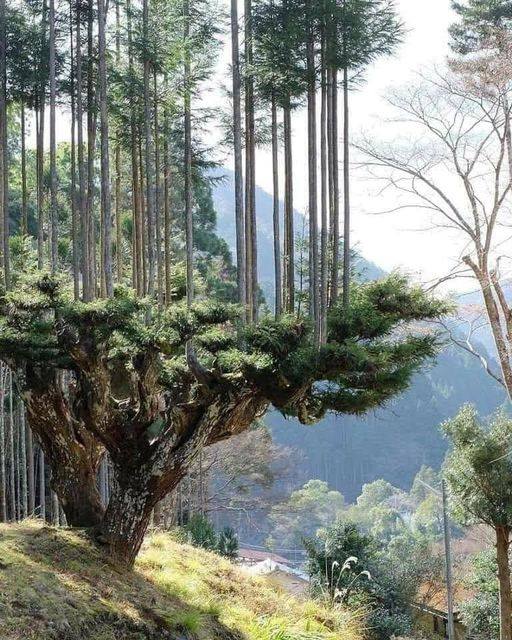 Οι Ιάπωνες έχουν αναπτύξει εδώ και 700 χρόνια μια τεχνική να παράγουν ξύλα χωρίς... 3