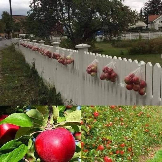"Στην Νορβηγία όσα μήλα πέφτουν από τα δέντρα στο έδαφος αλλά καί αυτά που περισ... 4