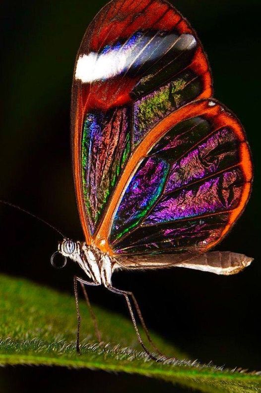 Ουάου! Τόσο όμορφη εμφανίσιμη Πεταλούδα διάφανη... 2