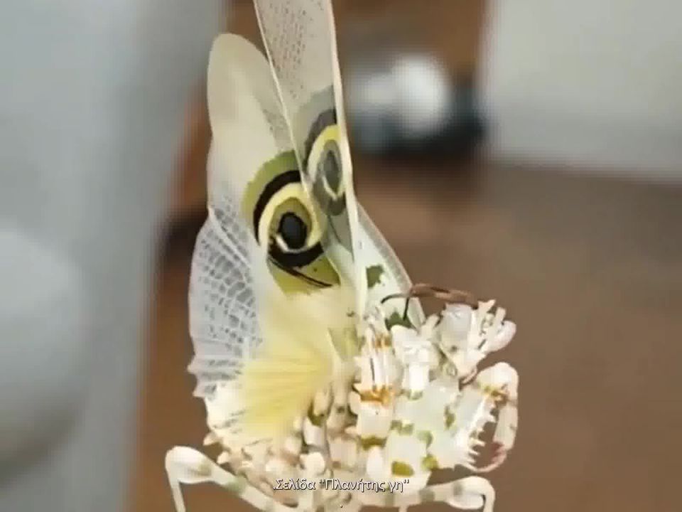 Παράξενο σπάνιο έντομο , σαν πεταλούδα... 2
