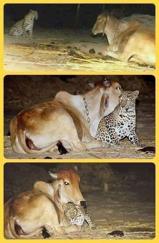 Στο χωριό Assam της Ινδίας, λεοπάρδαλη επισκέπτεται τα βράδια την αγελάδα που τη... 2
