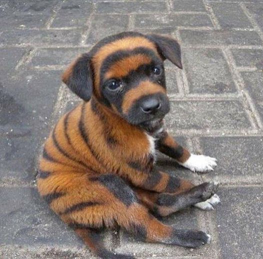 ένα σκυλάκι που μοιάζει με τίγρη... 2