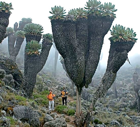 Γιγαντιαίες αραχίδες (Dendrosenecio kilimanjari), προϊστορικά φυτά που βρίσκοντα... 3