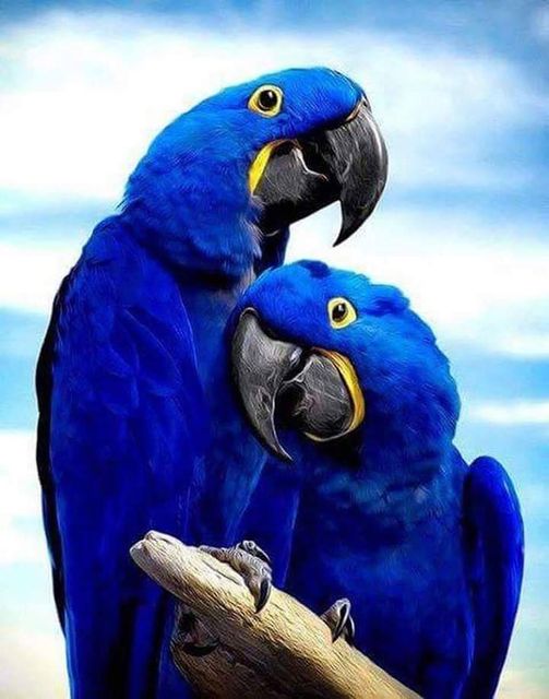 όμορφο και βραζιλιάνικοι Παπαγάλοι... 3