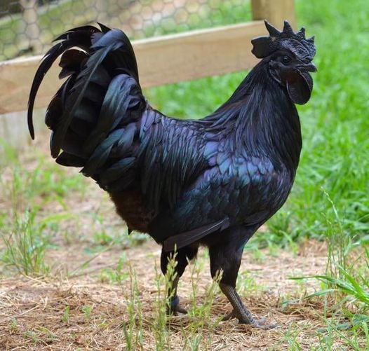 Ο σπάνιος μαύρος κόκορας της Ινδονησίας που θεωρείται τροφή των «εκλεκτών». Γιατ... 5