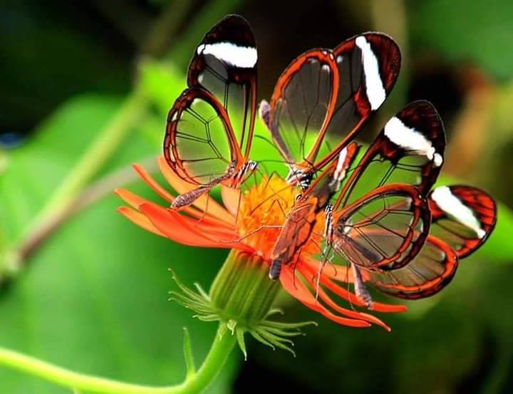 Διάφανες πεταλούδες... 3