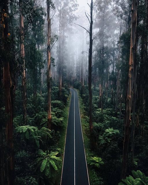 A forest fit for a mysterious fairy tale Black Spur, Australia... 2