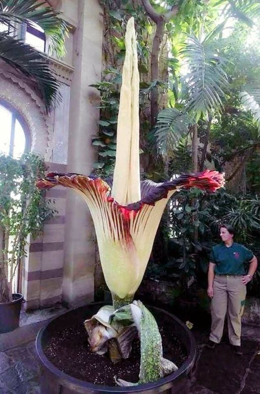 Amorphophallus Titanium, ένα από τα μεγαλύτερα λουλούδια στον κόσμο. Ανθίζει μια... 6