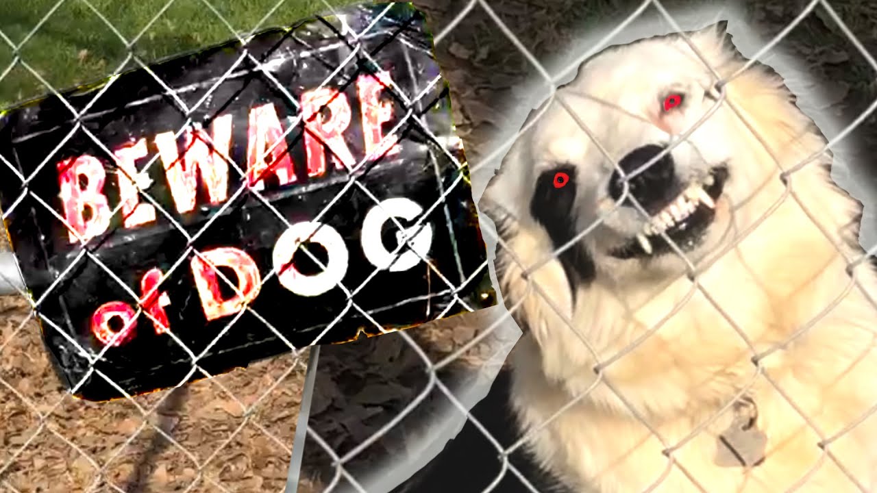 Beware Of The Dog: Fails of the Week | FailArmy