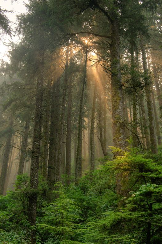 Light Rays in Siuslaw National Forest, Oregon #NaturalbeautyoftheEarth... 2