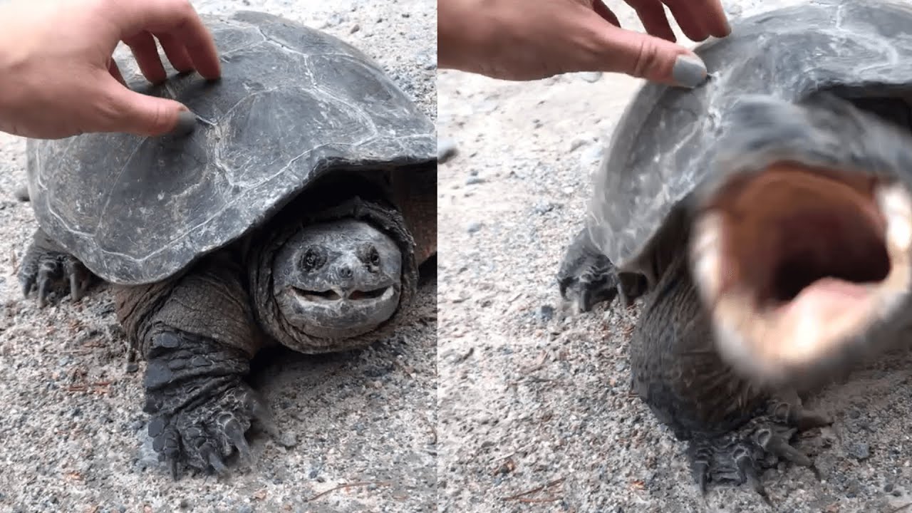 That Turtle Bites BACK!: Fails of the Week | FailArmy