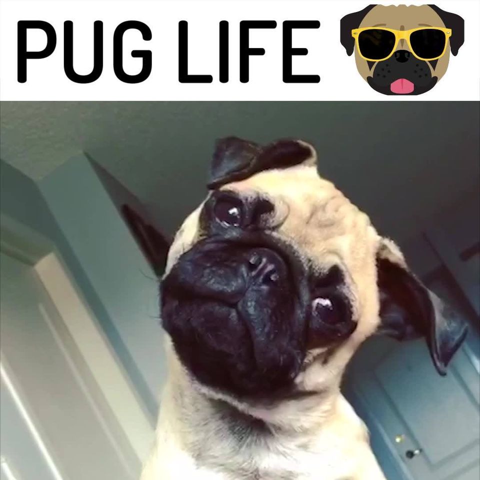 Απλώς ζώντας εκείνη την Pug Life.  Αγαπάτε το Pug σας;